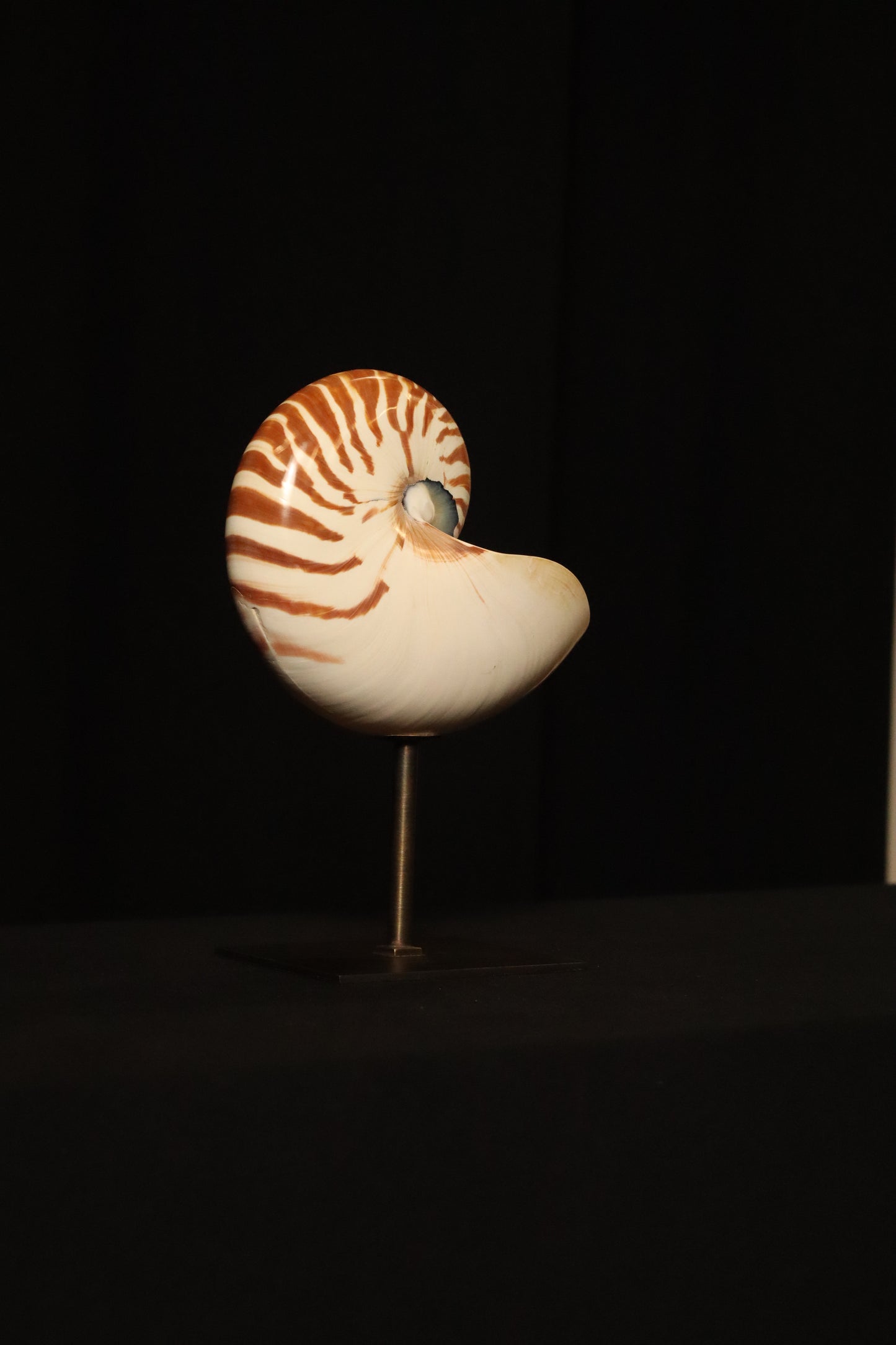 NAUTILUS POMPILIUS