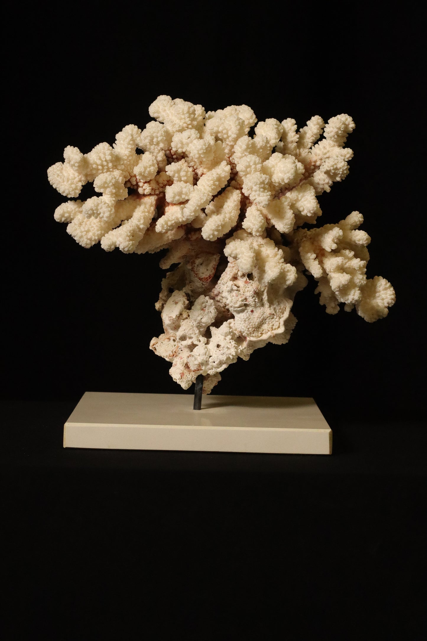 CORAL