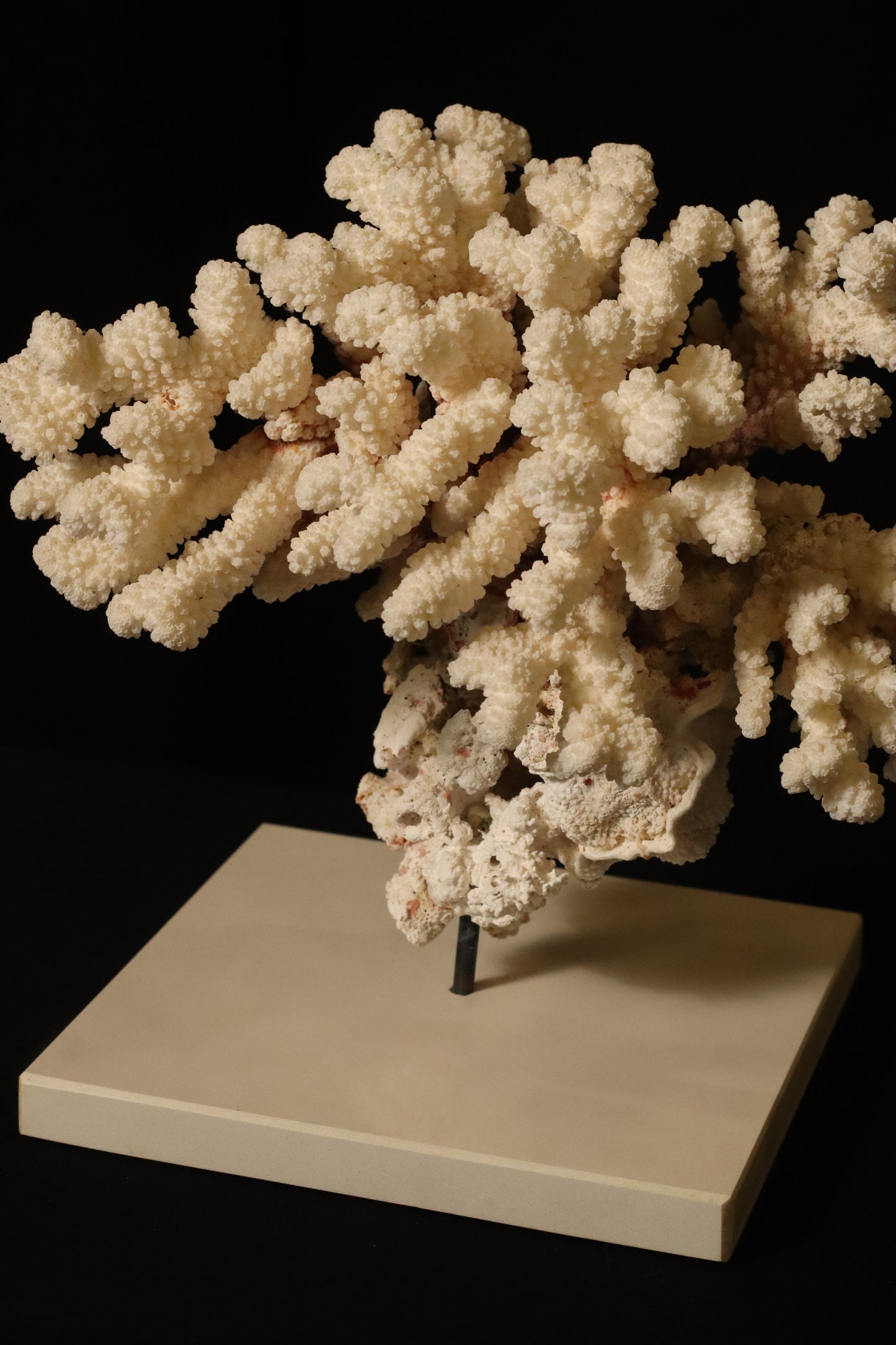 CORAL