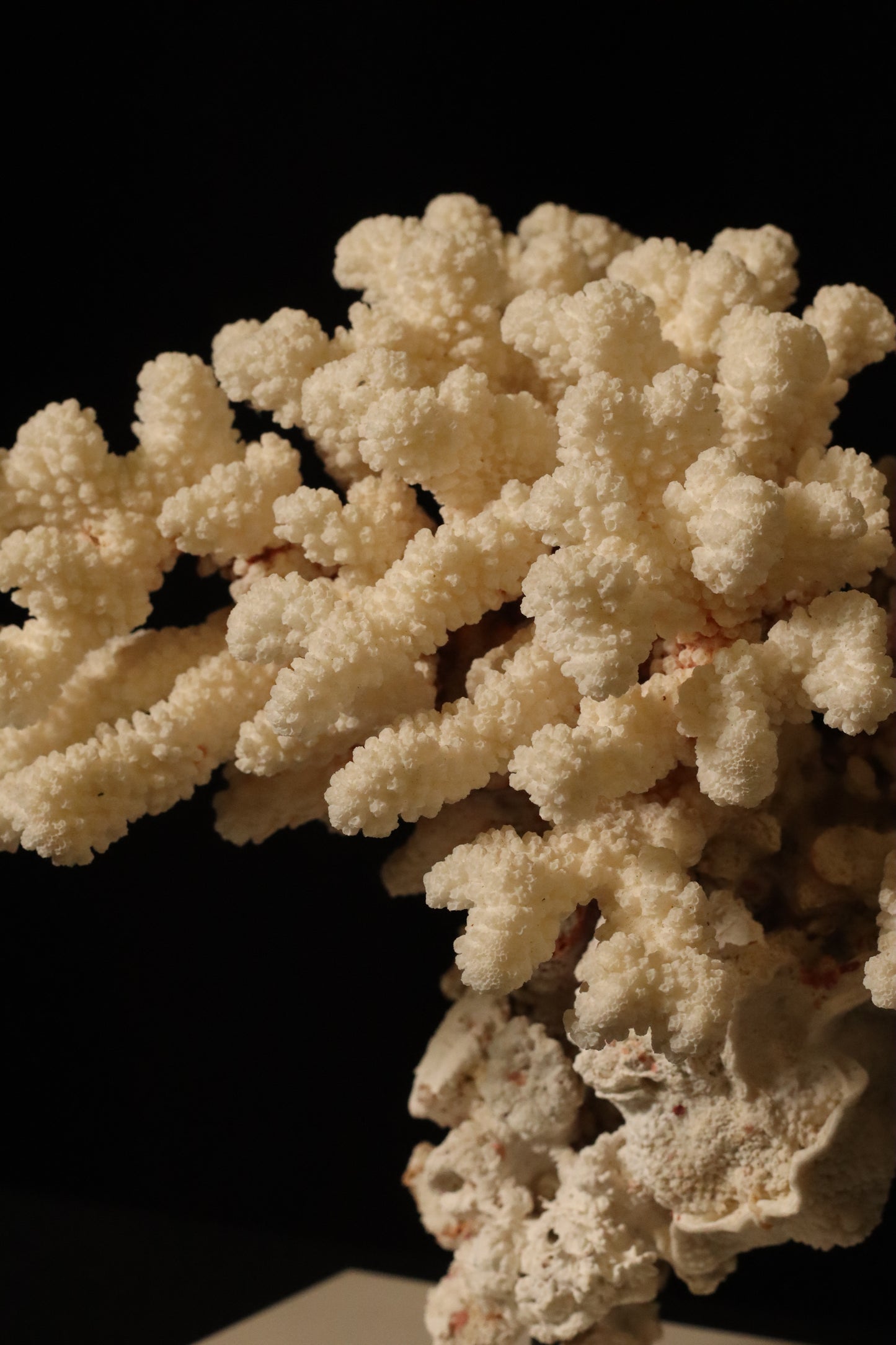 CORAL