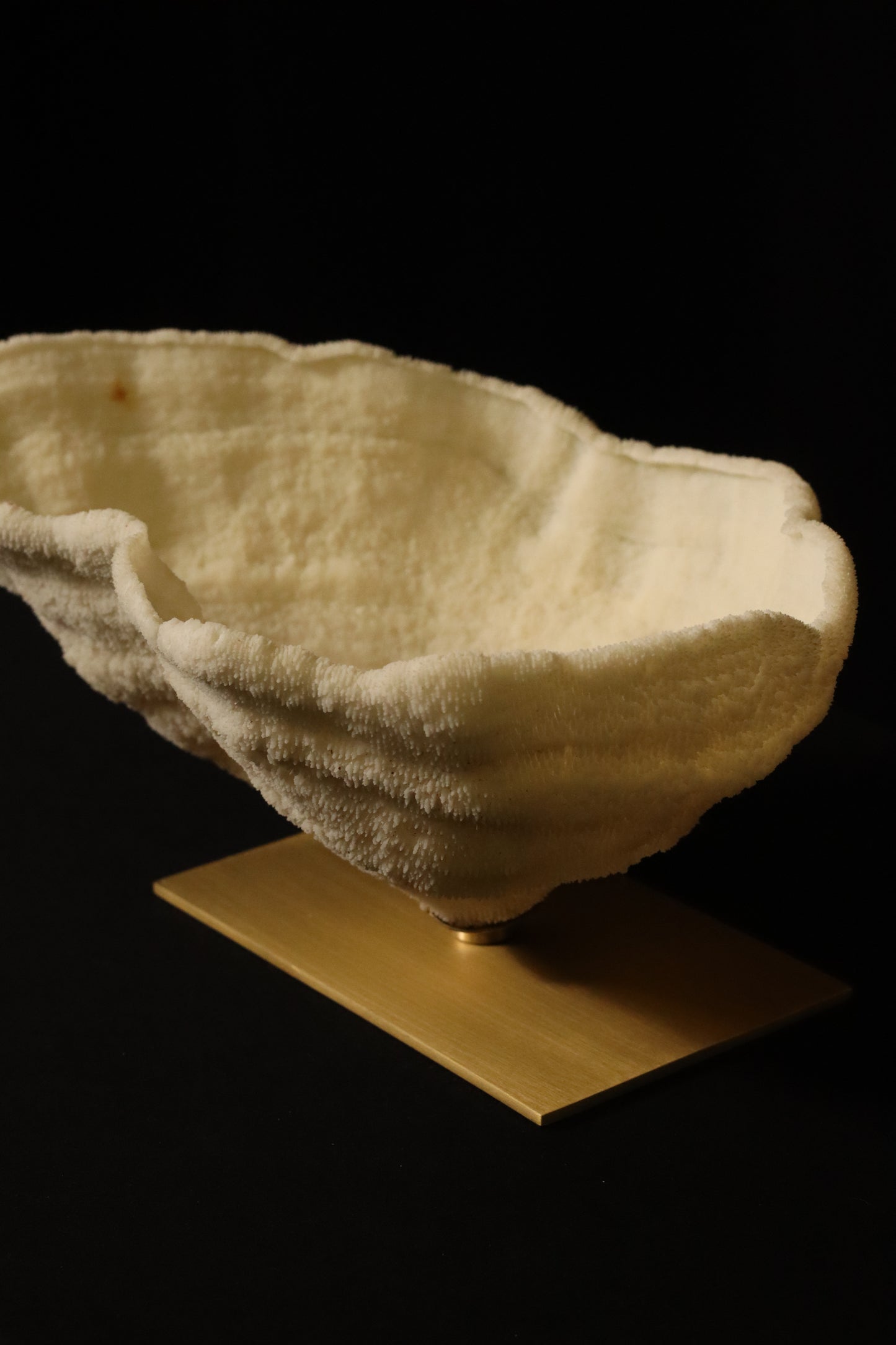 PILEUS